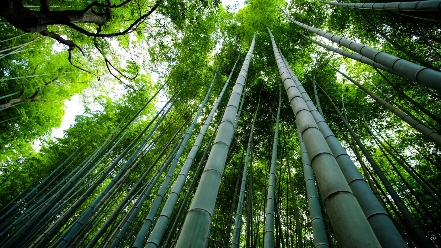 bambuswald flexibilitaet